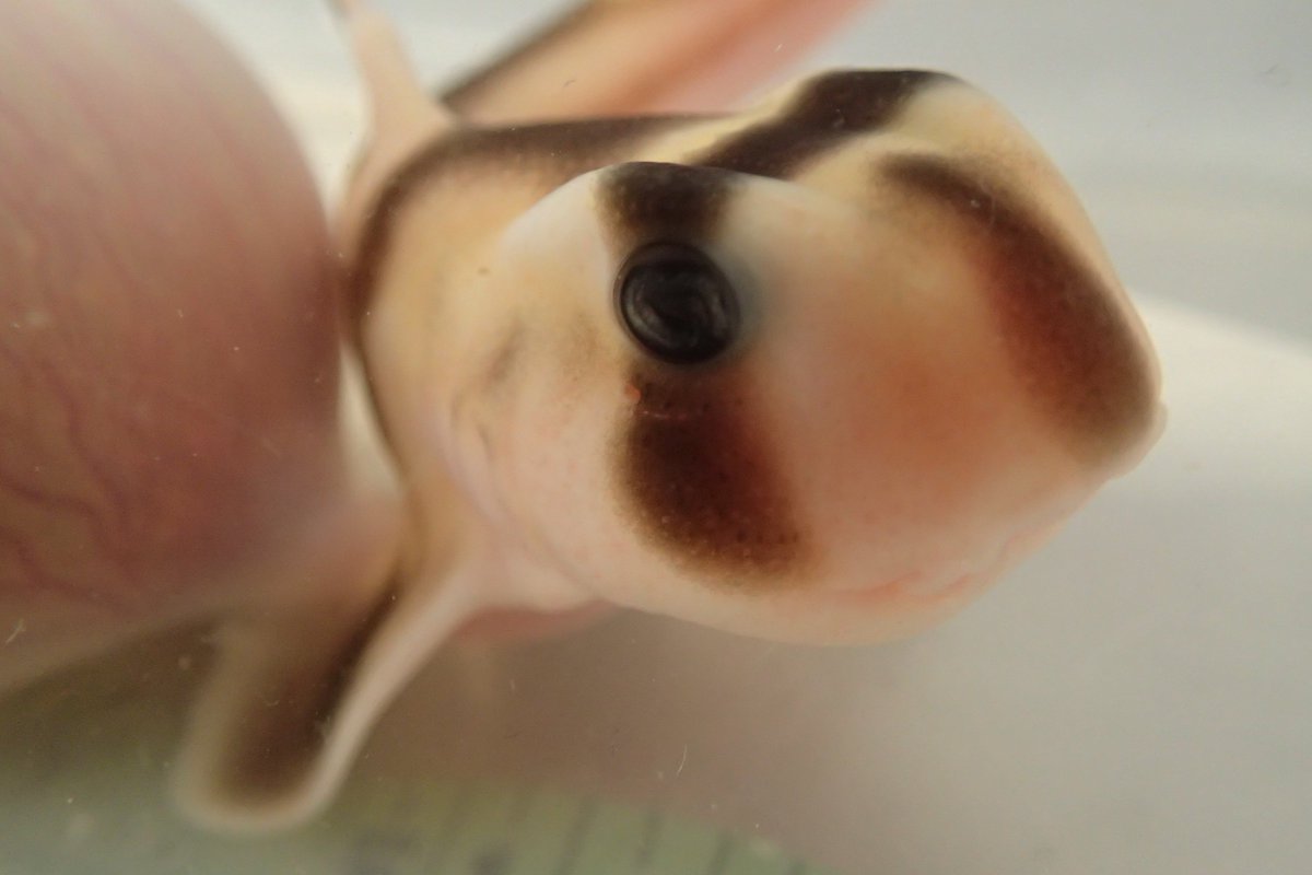 walking_sharks's tweet image. PHD THESIS SUBMITTED!!!!!!!!!!!!!!!!!!!!!!!!!!!!!!!!!
Thanks to everybody who has helped me get here especially @CulumBrown and all in the @FishLab_MQ and @TiffanyJNay.

On a side note.... our submission screen is super anticlimactic... Is it too much to want animated fireworks?