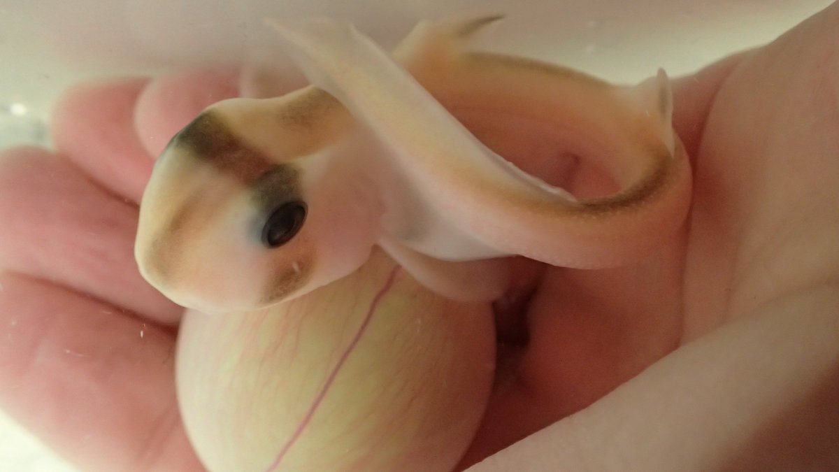 walking_sharks's tweet image. PHD THESIS SUBMITTED!!!!!!!!!!!!!!!!!!!!!!!!!!!!!!!!!
Thanks to everybody who has helped me get here especially @CulumBrown and all in the @FishLab_MQ and @TiffanyJNay.

On a side note.... our submission screen is super anticlimactic... Is it too much to want animated fireworks?