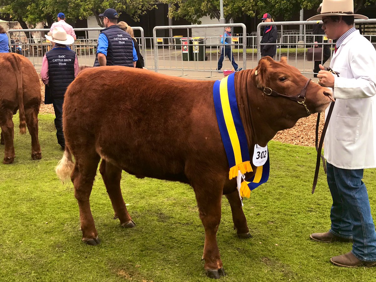 Prize steer for Kingsleys! 2nd place in his class and a reserve champion! #champion #royaleastershow #steer #olympicpark