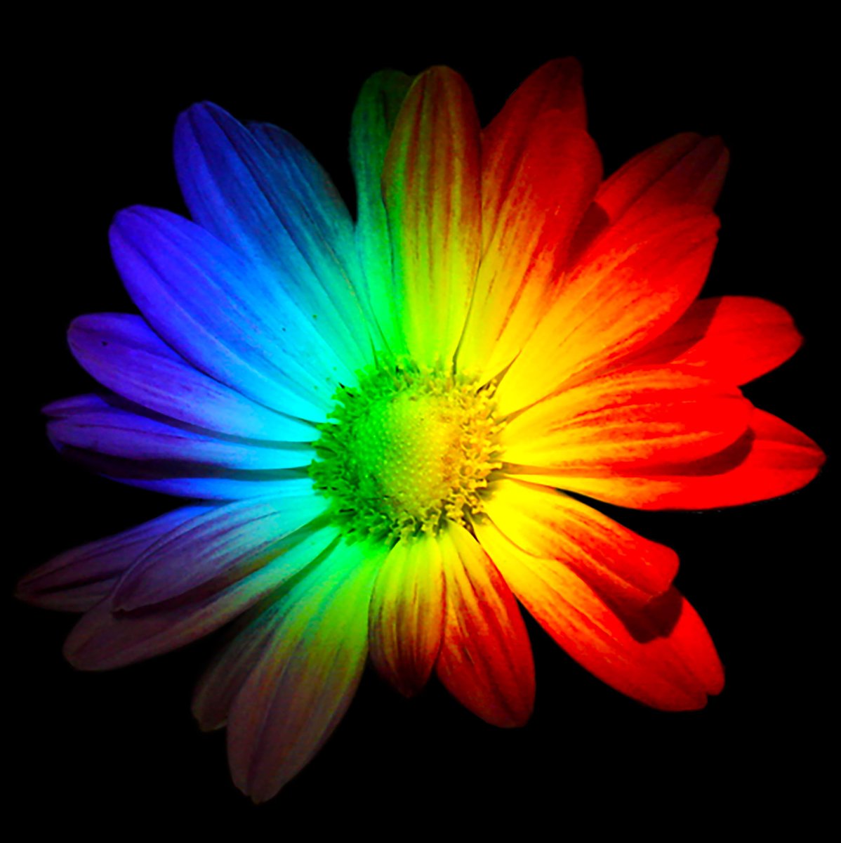 Alice_Vogue's tweet photo. Alice's artwork🎨❤️💙💜💛💚🖤 https://t.co/9D5DMoC4h1