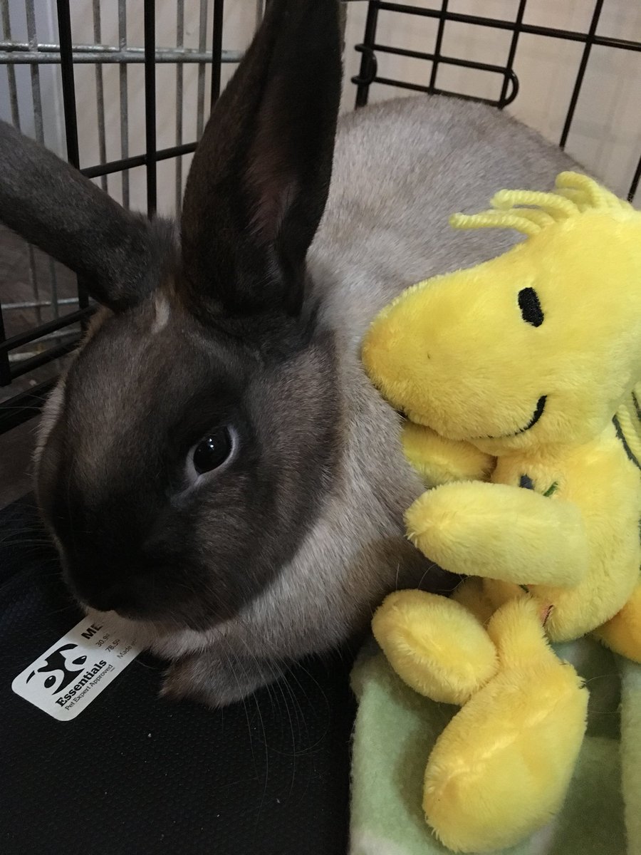 aynsleyking's tweet photo. Happy #NationalPetDay! My boy Marble just celebrated his first birthday! 🎉 https://t.co/liqZLypMME