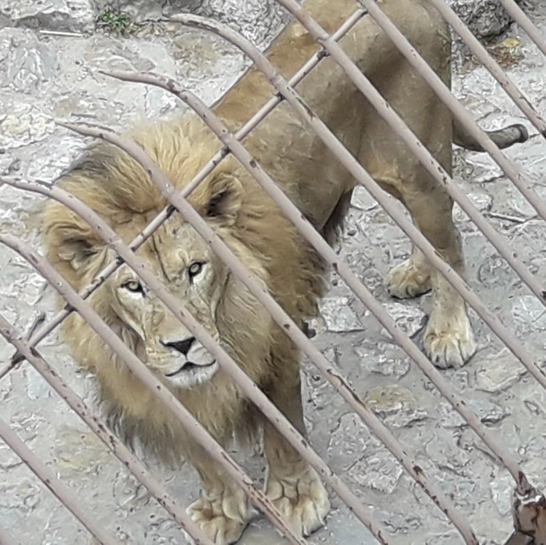 laurentbaheux's tweet photo. Principe du zoo : 
Enfermer des innocents 
Pour divertir des inconscients 

#torture #prison https://t.co/c14V7Bv3oM