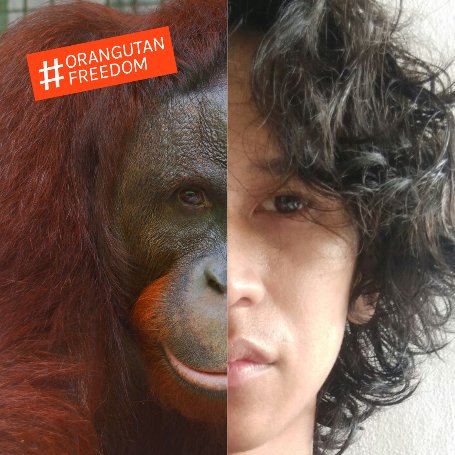 hi. i'm Andriyono have joined the #OrangutanFreedom campaign, how abt you?

yuk kita bantu selamatkan permata kita dengan visit orangutanfreedom.org dan follow @bornean_OU. jangan lupa untuk tunjukin dukungan kamu lewat upload foto seperti ini sosial media!
#OrangutanFreedom