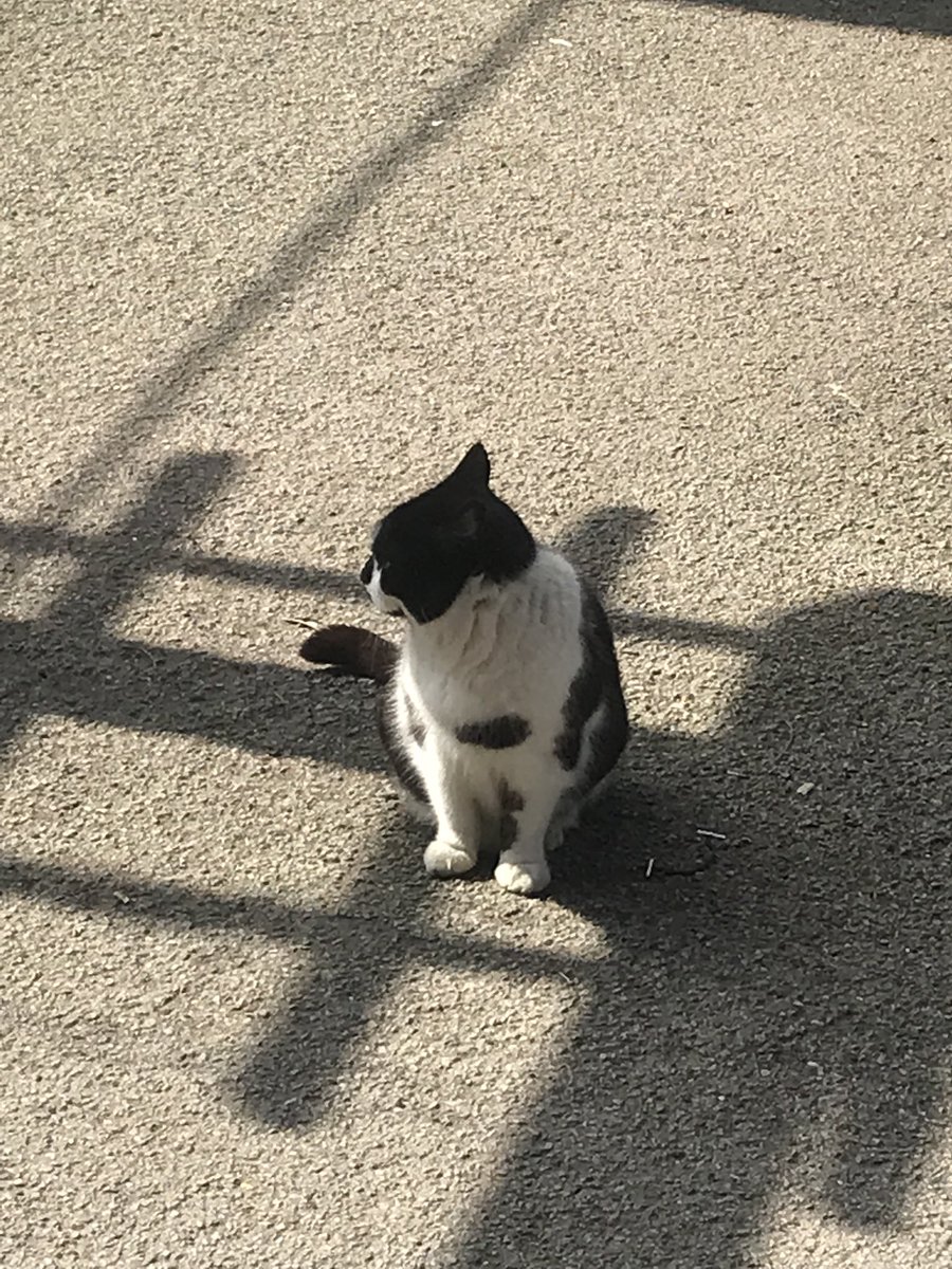 Catriona (Catrina)💙 #BHWellbeing tweet media