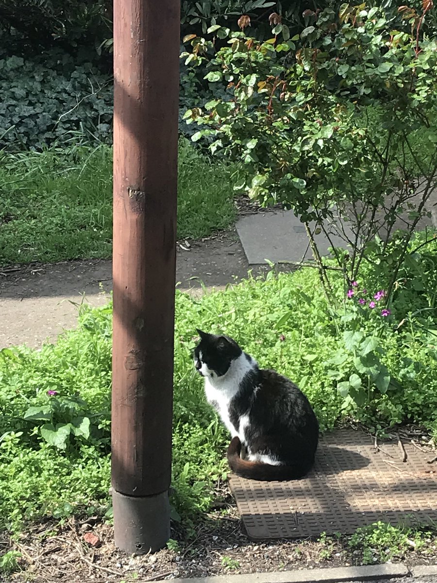 Catriona (Catrina)💙 #BHWellbeing tweet media