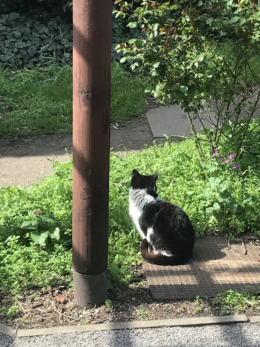 Catriona (Catrina)💙 #BHWellbeing tweet media