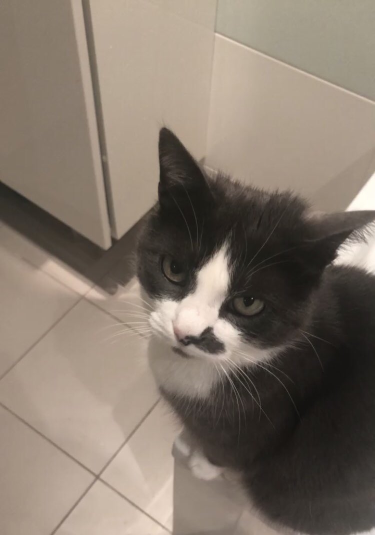 clemlachaux's tweet image. J’ai perdu mon petit chat de 12 ans dans la ville de Sucy en brie (94), si vous la trouvez merci de m’envoyer un dm :) Elle s’appelle Lola, elle répond à son prénom. Merci d’avance 🤞🏼❤️