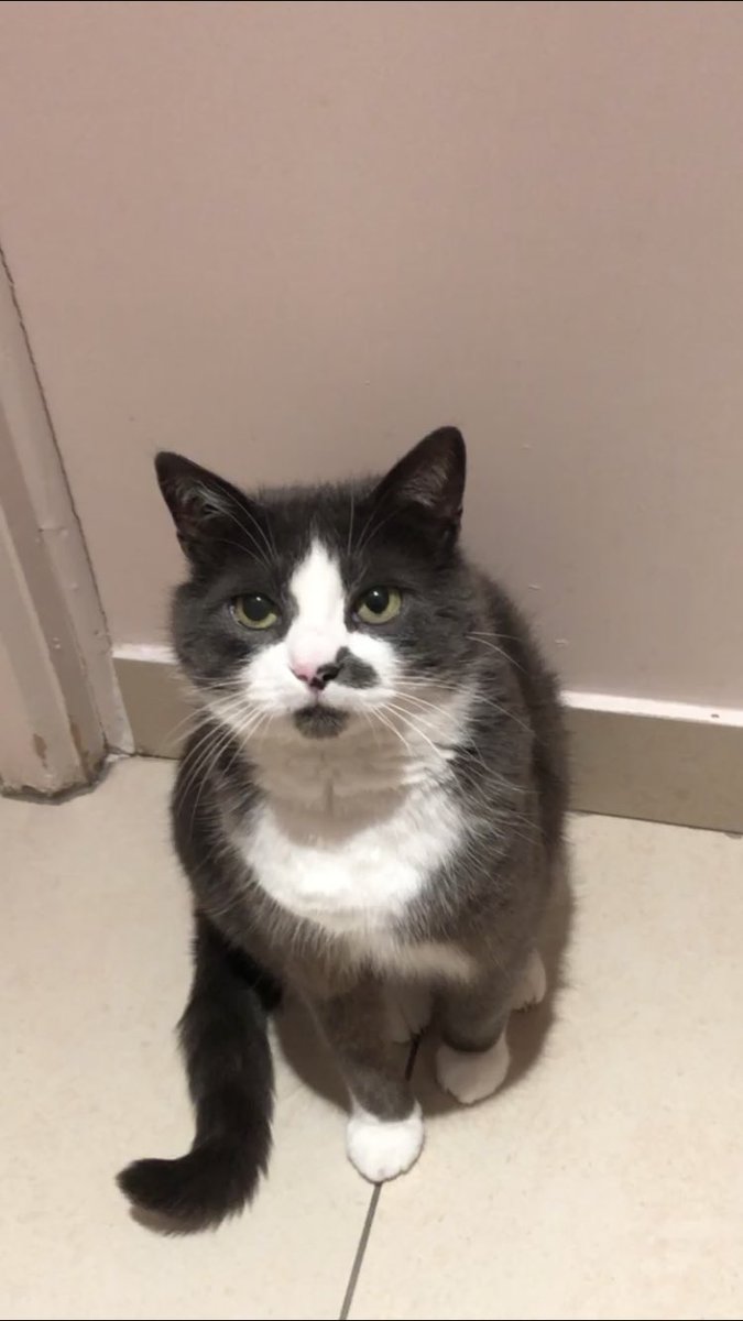 clemlachaux's tweet image. J’ai perdu mon petit chat de 12 ans dans la ville de Sucy en brie (94), si vous la trouvez merci de m’envoyer un dm :) Elle s’appelle Lola, elle répond à son prénom. Merci d’avance 🤞🏼❤️