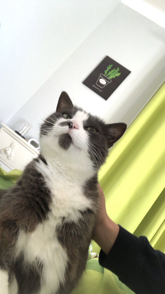 clemlachaux's tweet image. J’ai perdu mon petit chat de 12 ans dans la ville de Sucy en brie (94), si vous la trouvez merci de m’envoyer un dm :) Elle s’appelle Lola, elle répond à son prénom. Merci d’avance 🤞🏼❤️