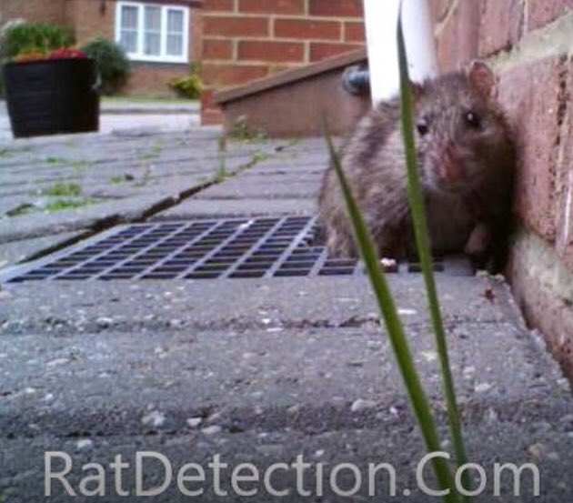 ratdetective's tweet photo. Surveying in #Swindon today with two Pest Control Contractors, drain repair teams in #Huddersfield and #Derby https://t.co/Axq12FOzAc