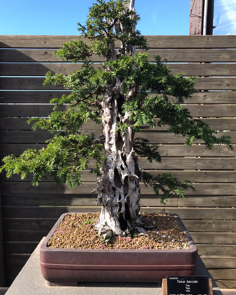 aajbb_info's tweet photo. Ja coneixes l'exposició de bonsais al jardí botànic?
#bonsai #bonsaitrees #taxusbaccata #teix #yew #jardíbotànic #bcn #amics #visitans #capdesetmana #botanicalgarden #jardínbotánico #barcelona #amicsjbb https://t.co/fPRHLJAC0k