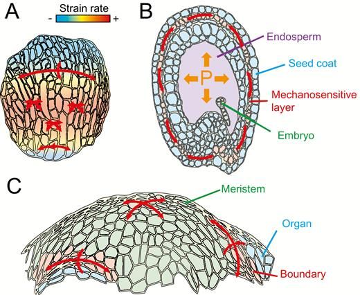 JXBot's tweet photo. Review: Connected through the force: mechanical signals in plant development https://t.co/TXWOoQA7H0 by Benoit Landrein &amp; Gwyneth Ingram @RDPlab https://t.co/RThJnLk5wa