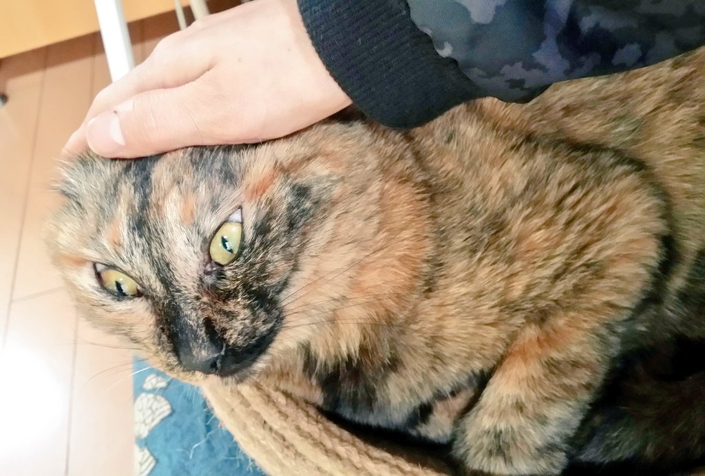 あぁ猫 シャー猫 って どなたの需要や そもそもどなたのことや 確かにこの後は シャーッ やったけど