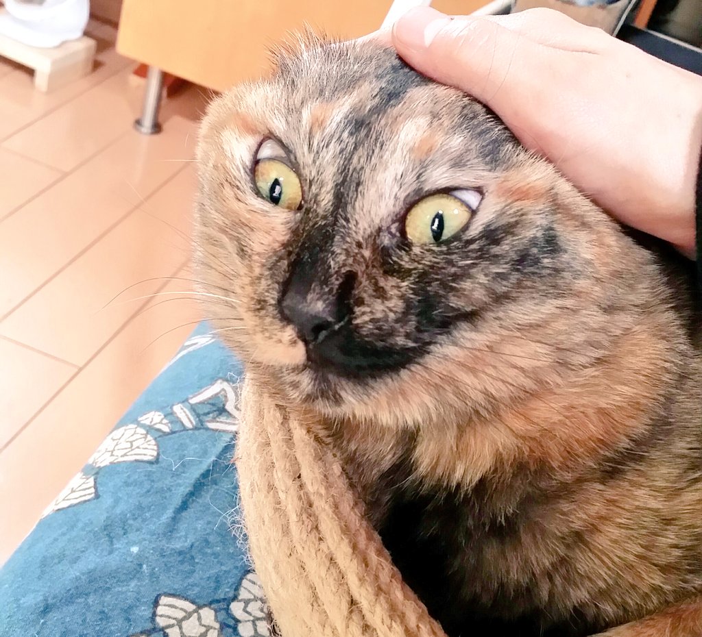 あぁ猫 シャー猫 って どなたの需要や そもそもどなたのことや 確かにこの後は シャーッ やったけど