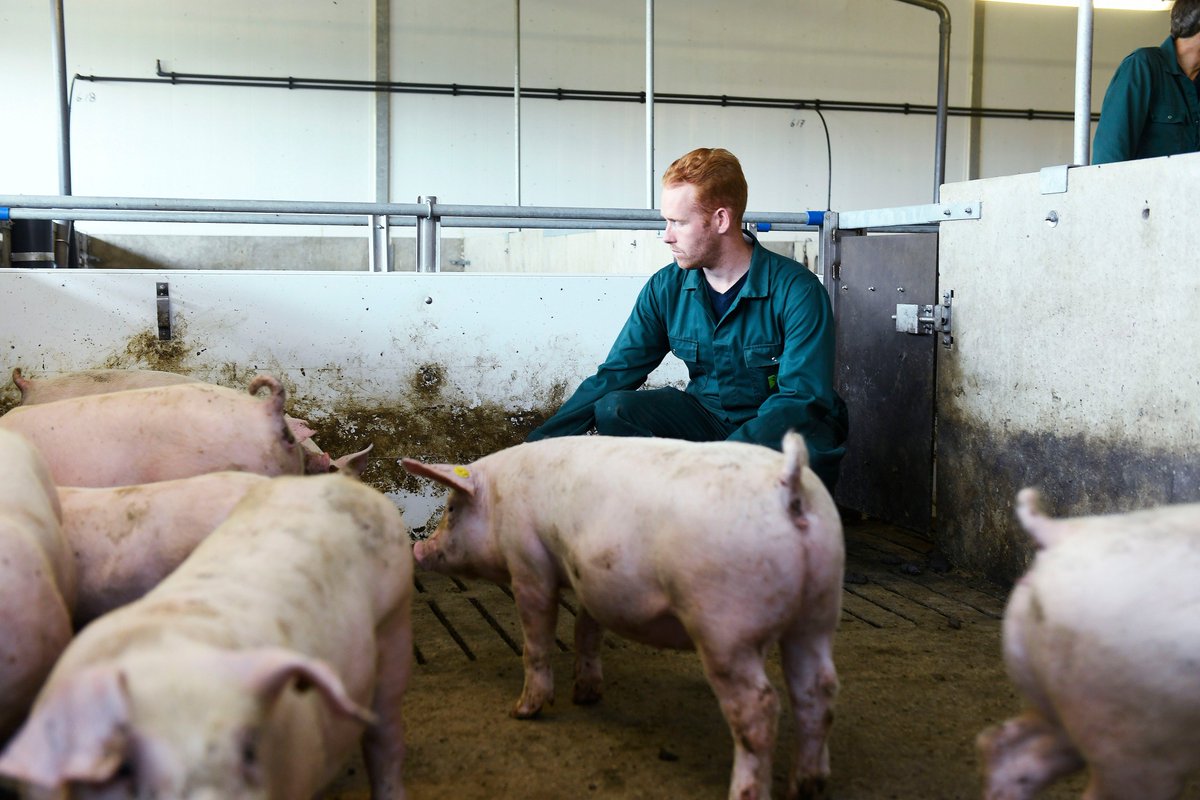 Rabobank organiseert woensdag 17 april tijdens Dutch Pork Expo Varkenspest in China: zegen of zorg? Meer info: (Link naar easyfairs.com/nl/dutch-pork-…  of verkorte link bit.ly/2uYqPue )