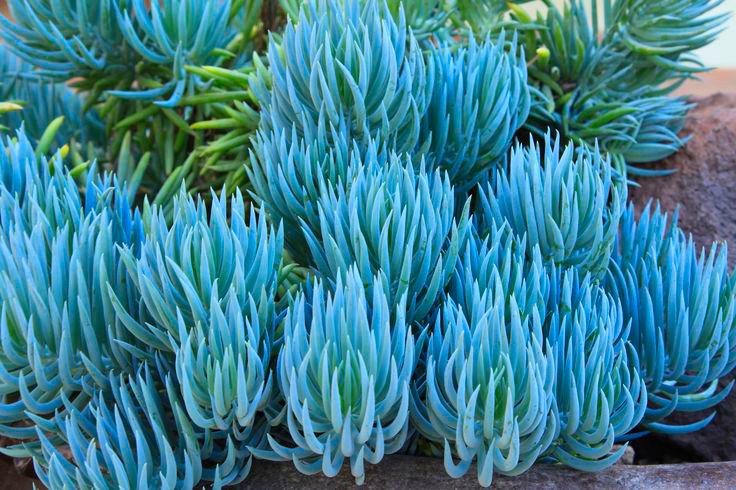 MalibuGC's tweet photo. Attend our next event this week, when Marsha Meeker presents "Amazing Succulents - Growing and Propagating" on Wednesday, May 1st.

https://t.co/gt1kx0LKvp

#Succulents #Plants #Gardening #Garden #Malibu #MalibuEvents https://t.co/HM6pXfflKg