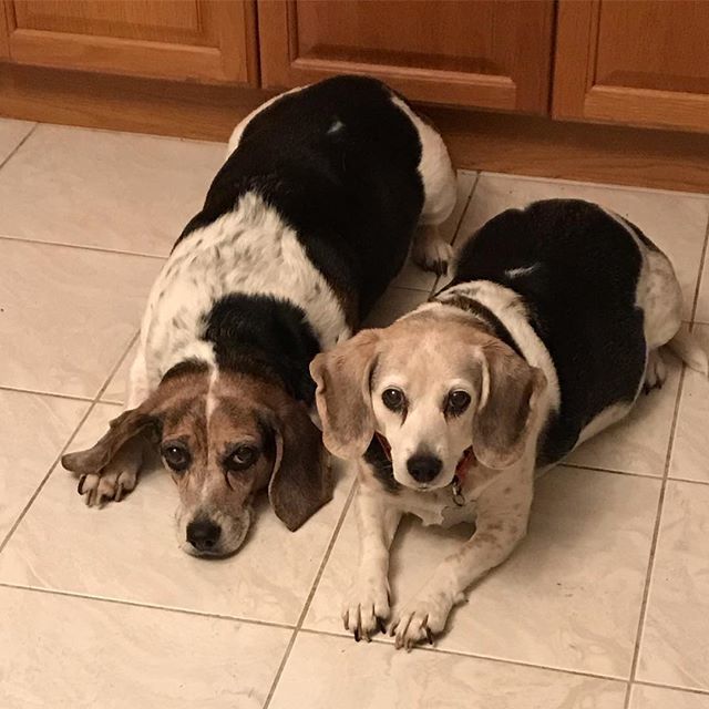 A day late but Happy National Pet Day!  #nationalpetday #langdondogshow #beaglesofinstagram #beaglegirls #mustlovedogs #adoptdontshop #dogsofypsi #dogsofmichigan #seniordogs #seniorbeagles