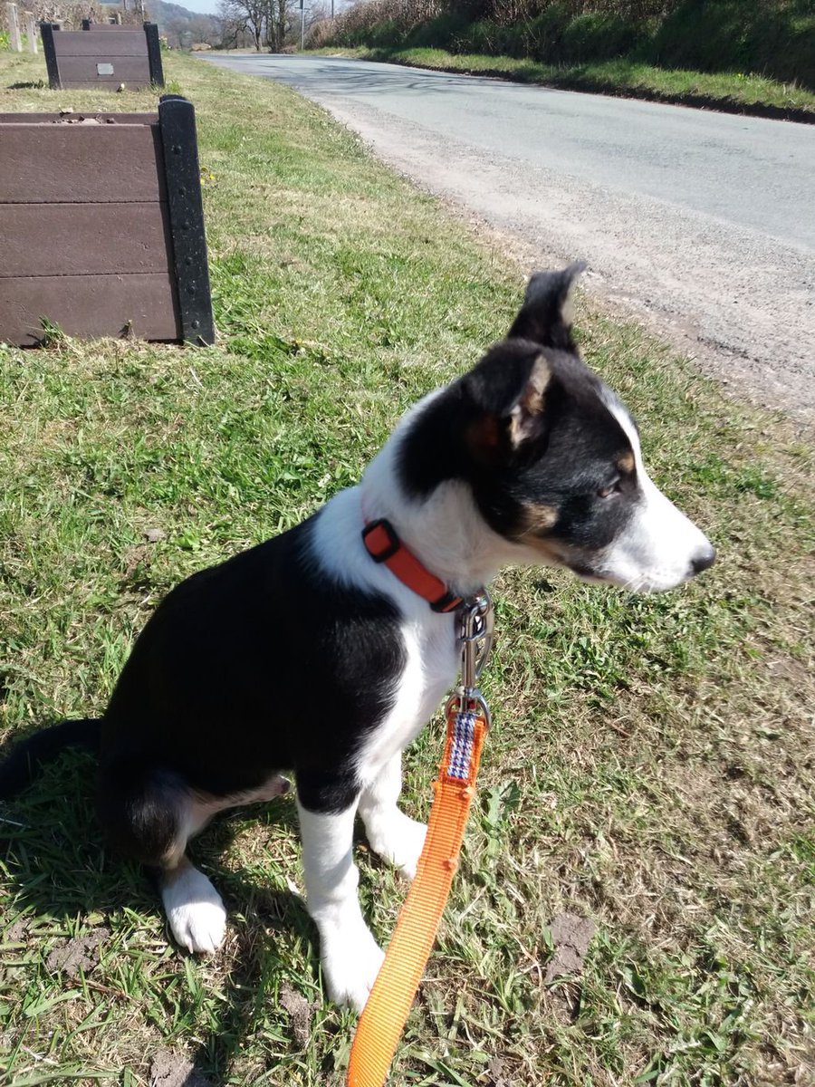 recvetphysio's tweet photo. A lovely day means some sunny walkies. Comet absolutely loves getting out in the sun. What are you doing today on this gorgeous day?
#recvetphysio #mascot #sunnyday #afternoonwalks #puppy #physiodog #traininginthesun https://t.co/7kd44fW38c