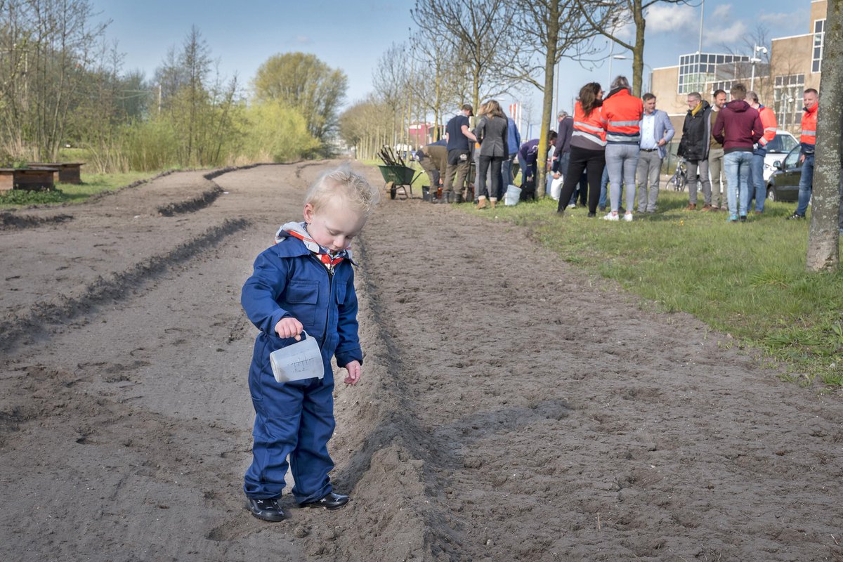 Bloemetjes voor bijtjes aan de rand van Haarlemse Waarderpolder dlvr.it/R2gldJ