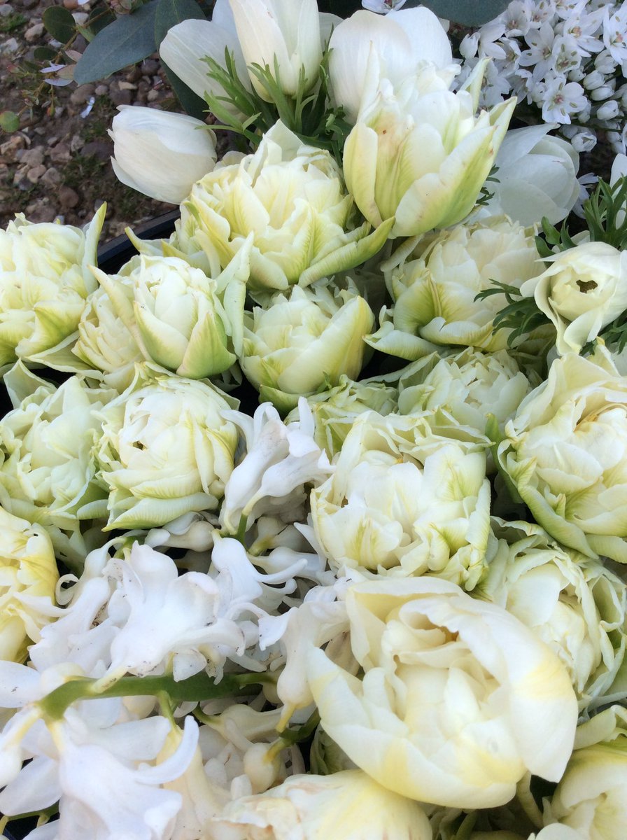 BrambleandYarn's tweet photo. Buckets of white and lemon for a wedding... #springwedding #doubletulips #springflowers #lemonflowers #whiteflowers #bucketsofblooms #britishflowers #bramblecottagegarden #hyacinth #anemone #weddingflowers #weddings https://t.co/V0CskJ9frh