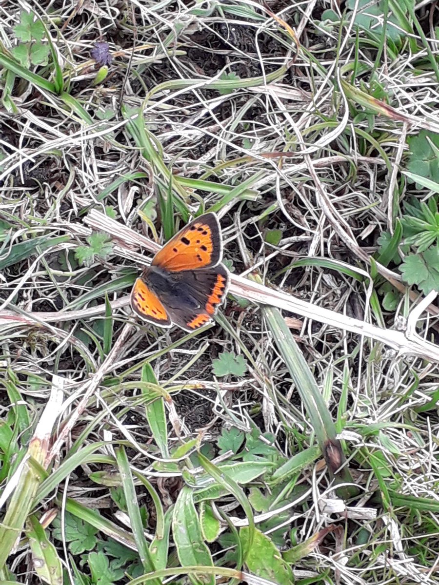 theadsetts's tweet photo. Marvellous morning at #levindown, two firsts for the year, speckled wood and  small copper. @savebutterflies #westsussex #FridayFeeling @WildlifeTrusts https://t.co/zyDAYYEgG0