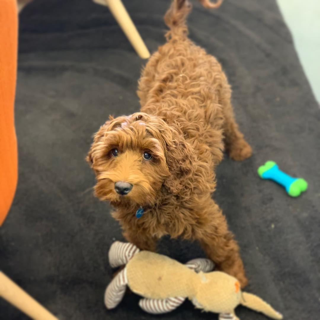 htilabs's tweet photo. 🚨Office dog alert!🚨 Dexter is visiting HTI Labs today to help us sniff out #process #improvement opportunities and #Excel #spreadsheet issues. And distracting us all too, of course...

#officedog #puppydogeyes #goodboy #htilabs #schematiq https://t.co/yoP44hfbsa