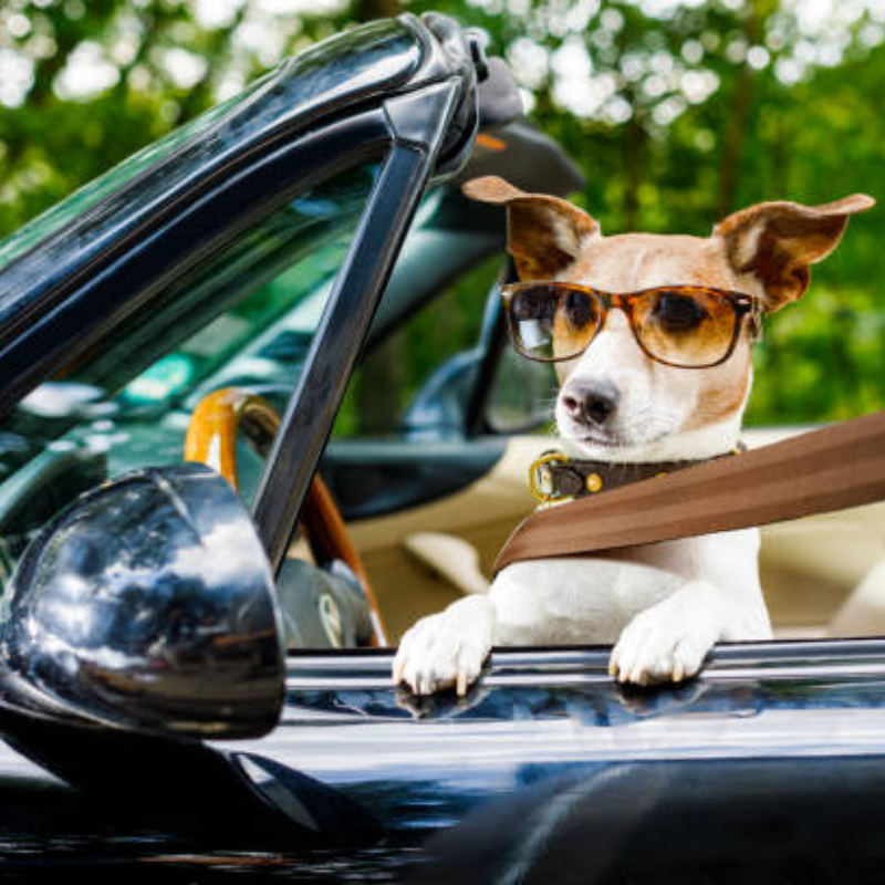 ScanTranslate's tweet image. Just 🧳 travel and 😃 relax when Scan &amp;amp; Translate is downloaded on your phone 📱

✅ iOS:  apple.co/2NOqx1J  
✅ Android: bit.ly/2VRsNs2  

#scanandtranslate #textgrabber #app #translator #assistant #help #support #use #device #travel #relax #enjoy #noworries