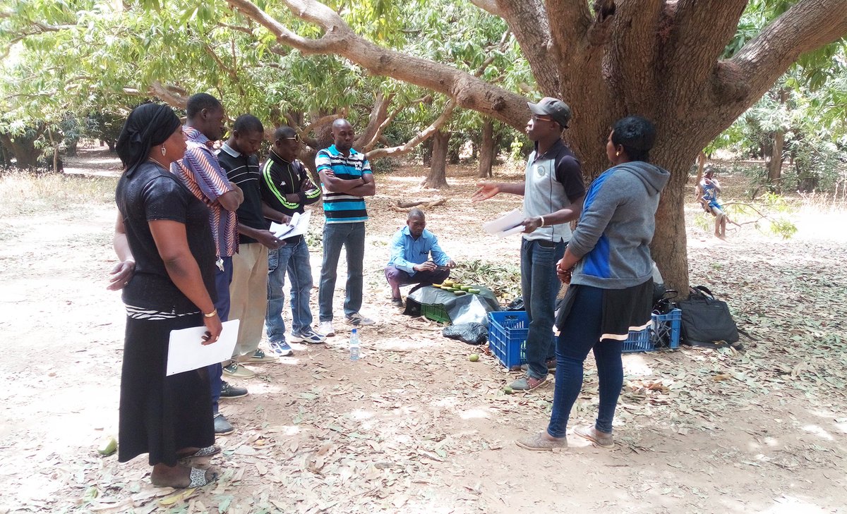 colead_link's tweet photo. En prévision de la campagne mangue au 🇧🇫 nous avons organisé 3 formations pour les responsables de stations de conditionnement et de vergers. Ces formations portaient sur les critères de qualité commerciale de la mangue d’exportation et les bonnes pratiques à adopter @PressACP https://t.co/ksNgcV3V8j