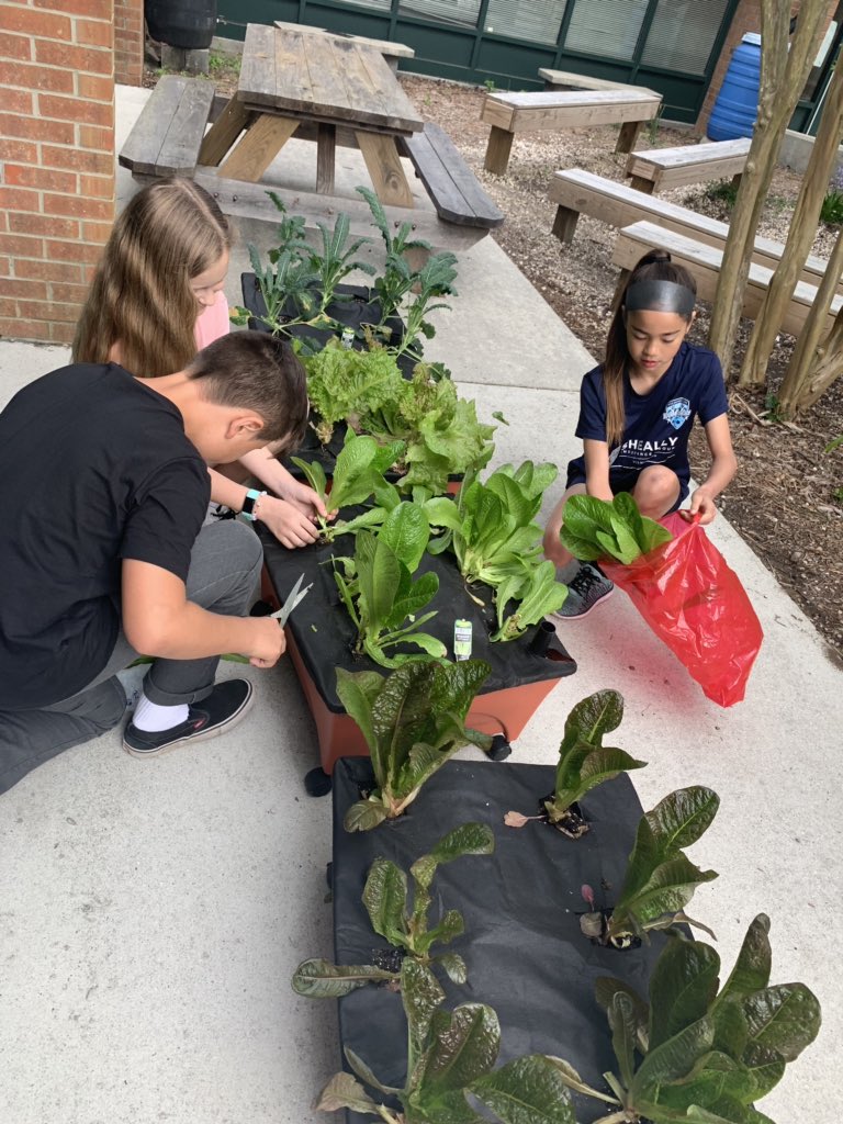 DeannaLeake's tweet photo. Stumbled across these sweet #CBSeaStars harvesting their crops first thing this morning. #momentsofawe #nhcsChat @KamiDedrick @mconnorCBESArt https://t.co/2R39U3o0PC