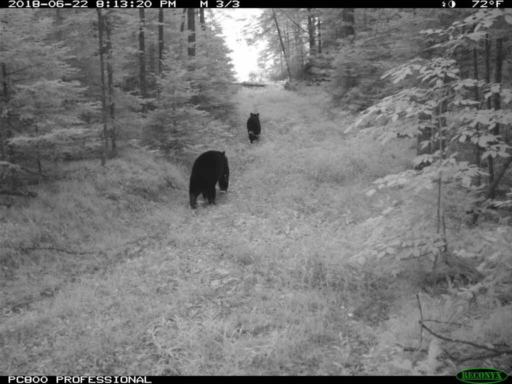 MackenzieE_Rich's tweet photo. Abstract has been officially accepted for a talk at #ESA2019 this August! Come by to hear all about these cuties and the interspecific interactions between them. #carnivores #cameratrapscience #occupancymodeling #BigMouthBiteyThings https://t.co/gXL6ZvuroL