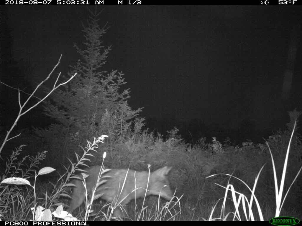 MackenzieE_Rich's tweet photo. Abstract has been officially accepted for a talk at #ESA2019 this August! Come by to hear all about these cuties and the interspecific interactions between them. #carnivores #cameratrapscience #occupancymodeling #BigMouthBiteyThings https://t.co/gXL6ZvuroL