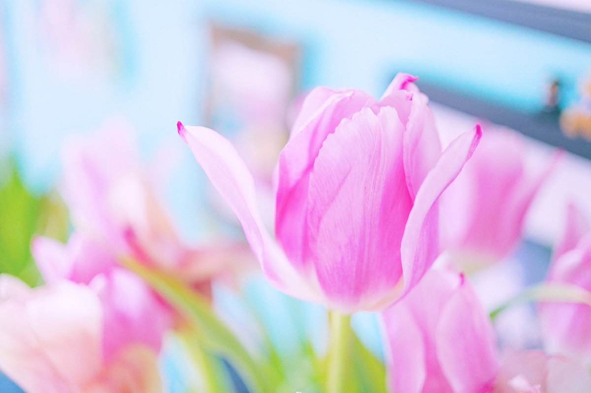 🌷✾✼
.
102/365 · 2019
.
cathurine正在聽🎧：Two Punks In Love / bülow
.
—————————————————
🌷 #favv_flowers #はなまっぷ #bokehphotofan #花フレンド  #ふんわり写真部 #背景フェチ部 #t_b_o_f  #airy_pics #meiko_softflowers #lovery_airy_ #airyphoto 🌷—————————————————