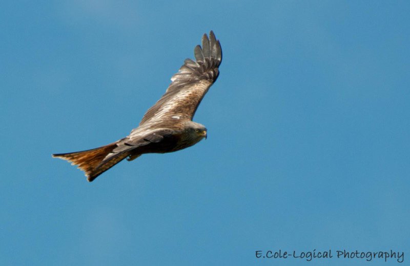 RT @Ecolelogical: Red Kite @Natures_Voice @wildlife_birds @birdsofprey_uk @iNatureUK @Britnatureguide