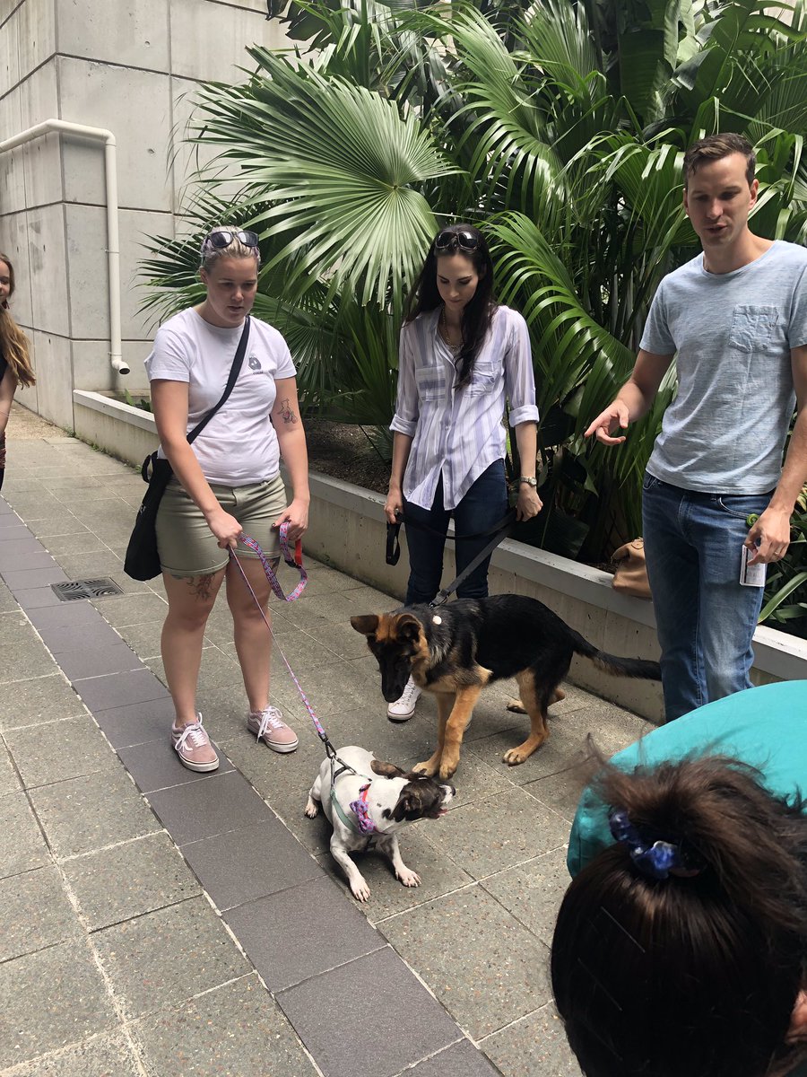 almarkwell's tweet photo. Our final #iEMWell19 #EMWW19 #EMWellnessweek19 event- bring your puppy to work day! Hopefully a semi-regular event... @WRAPEMtweet @Rothy001 @acemonline @JudkinsSimon https://t.co/hHIy3LMu21
