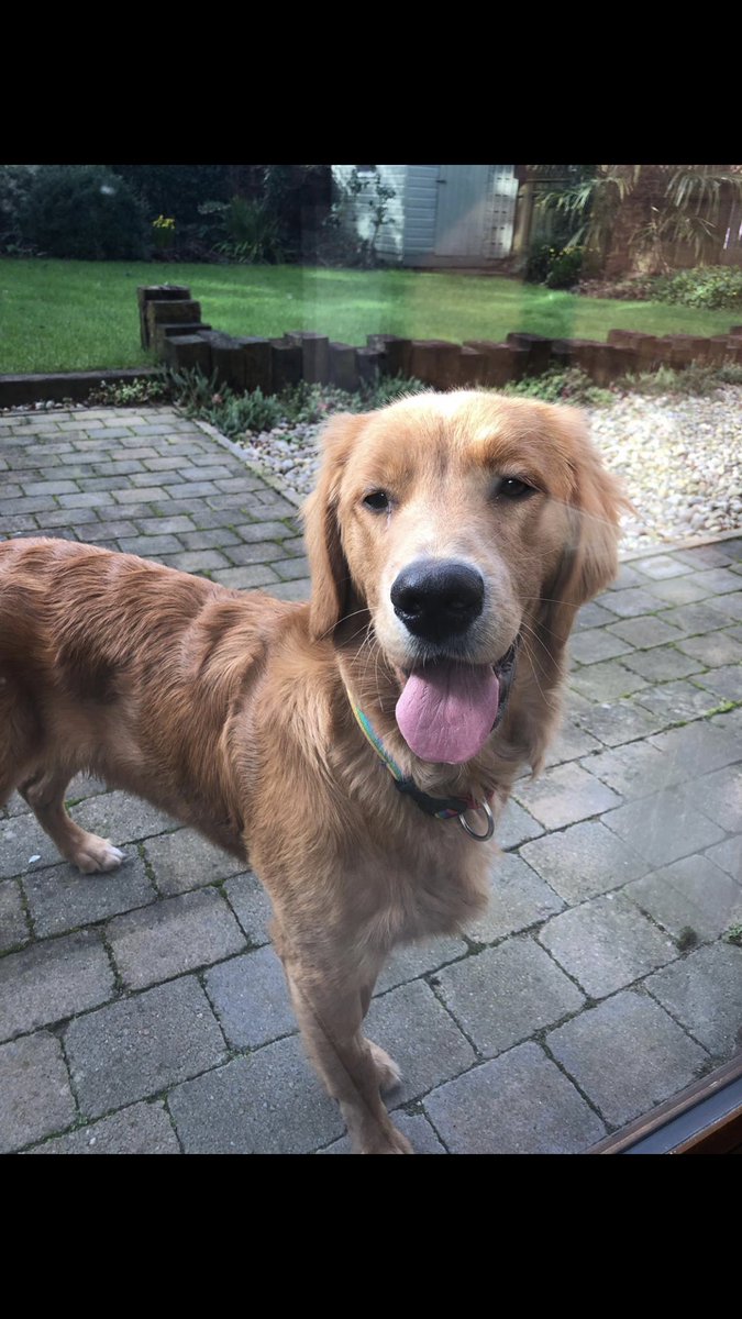 Charlie has gone missing this morning on the Comber Greenway just off the Sandown road. He was hit by a bike and bolted in the direction of Dundonald. He is wearing a multicoloured collar. If you see him or find him please call +44 7490 390839 or the number on his collar. Thanks