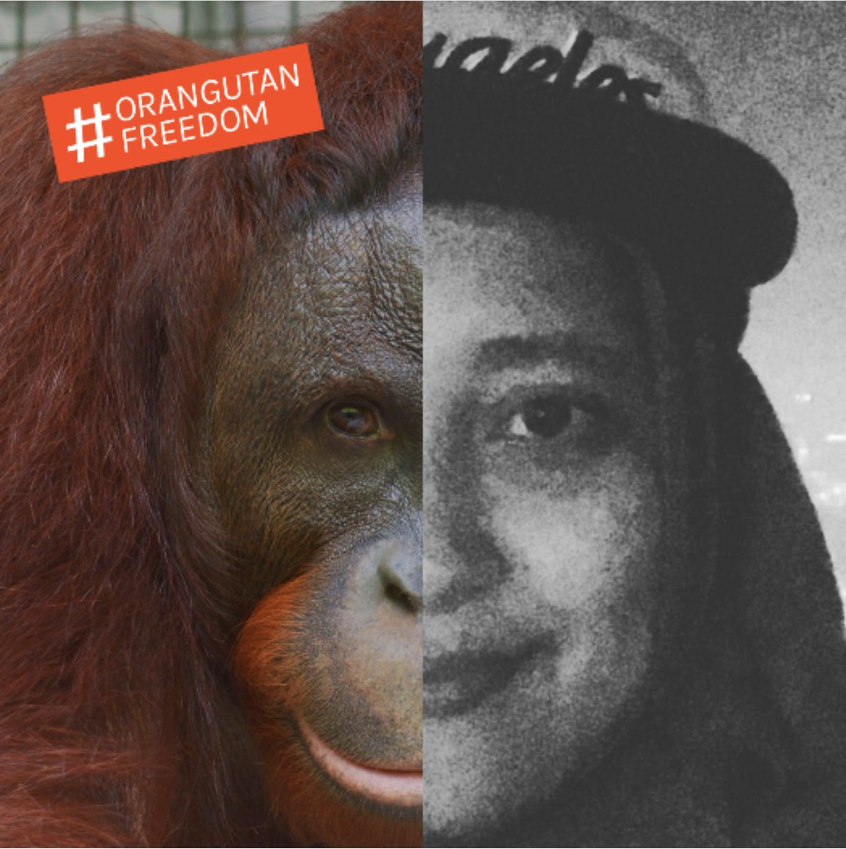 My name is Devi. I joined the #OrangutanFreedom campaign. Have you?
Go to orangutanfreedom.org for more details, and show your support by making and sharing your own picture on your social media accounts! Together, we can give orangutans true freedom! @bornean_OU