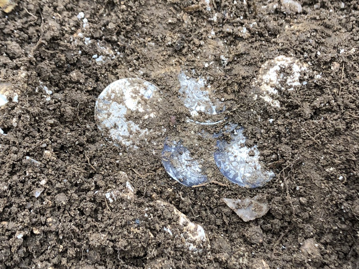 DetectingDigsUK's tweet photo. Hambleden Hoard. A few more images from the weekends Spring Detectival and the discovery of the Medieval gold & Silver coin hoard. https://t.co/Sp4AiD5xWP https://t.co/hI1xPo8yAz #metaldetecting #detectival #hambledenhoard #springdetectival https://t.co/27uIn54nfc