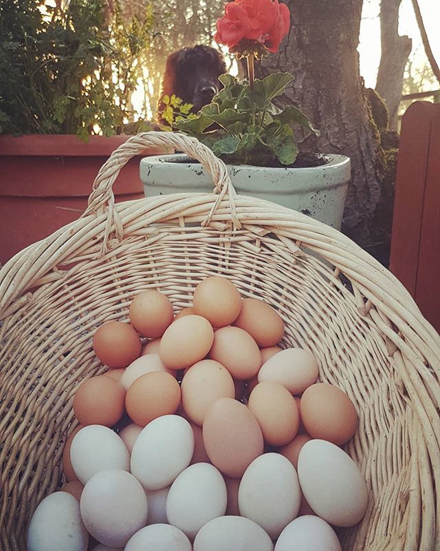 MaynoothOrganic's tweet image. We'll be Open 11.30am to 4pm Saturday and Sunday with plenty of freshly layed Duck and Hen eggs available !! #Freshlylayed #freerangeeggs #healthyfood #shoplocal #farmfresh