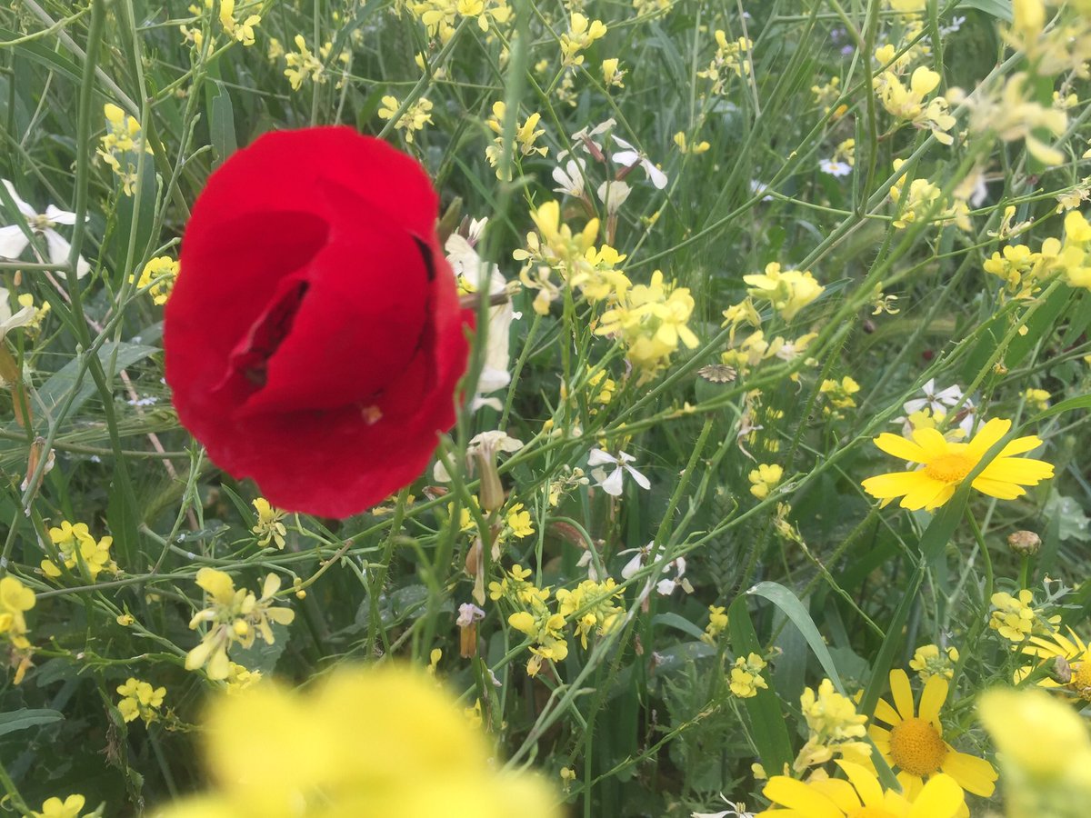 abdmadi's tweet photo. The Spring across the north of #Jordan 😍🌲☺️
#Jordan #lovejo #Amman #Jo #Irbed
#Ajloun
#اربد #سياحة #الاردن #الاردن_وجهة_سياحية
#عمان #عجلون #حب_الأردن https://t.co/uVMjg9G1Tr