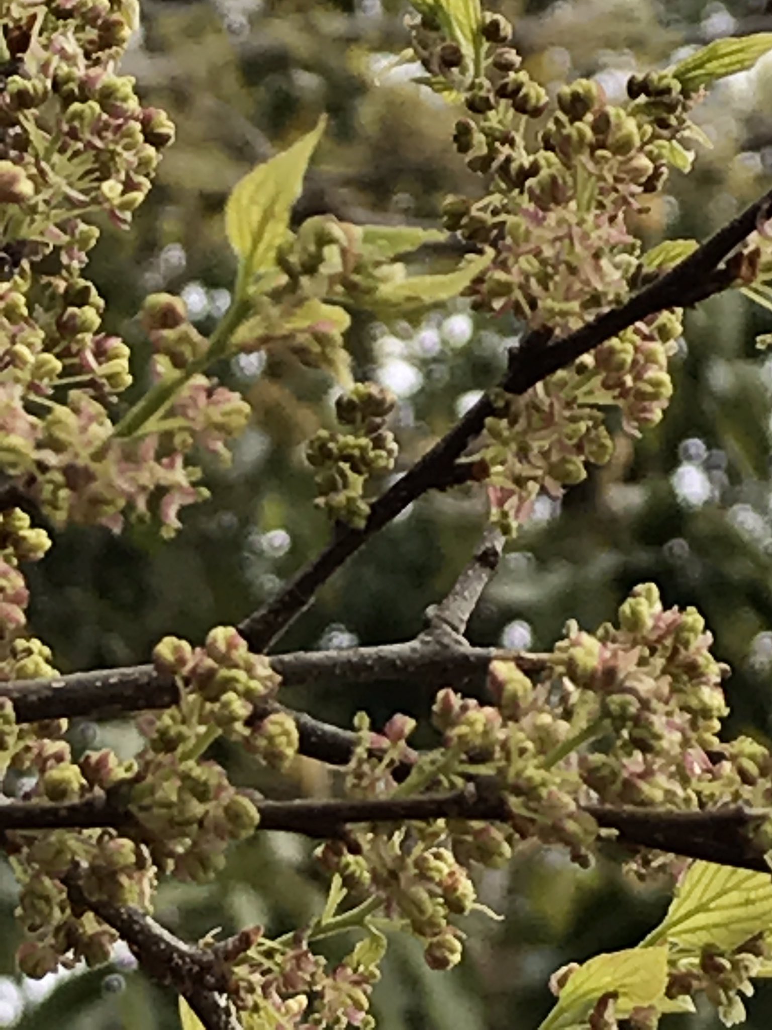 ヒメ エノキ 漢字では榎です 樹齢400年 メートルの大木になり 昔は旅人に木陰を提供しました 今でも鳥や小動物に生きる糧になる樹です さて 今は芽吹きです モコモコ見えるのは 葉でなく花 凄い数です 地味だから見逃されます T