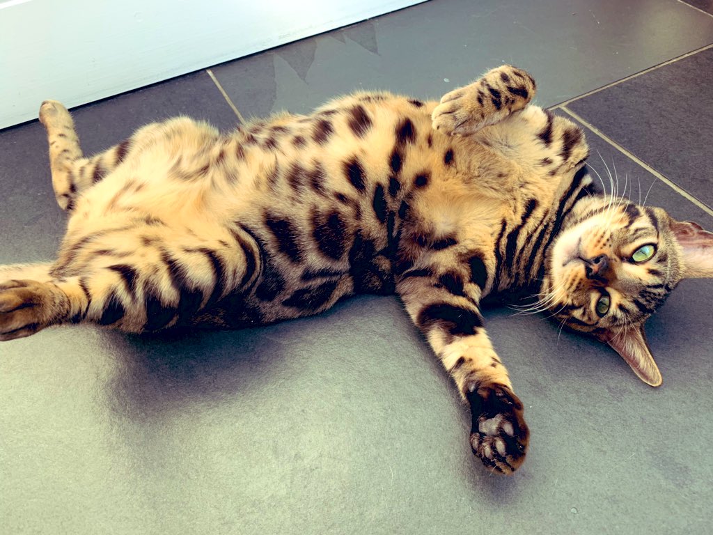 BengalWilma's tweet photo. Looking chuffed with his 6am alarm clock skills! πΉπ½#NoLayIn #NeedsBreakfast #LittleFrank #SpottyBelly #bengals #FridayFeeIing https://t.co/fCcigTxIkM