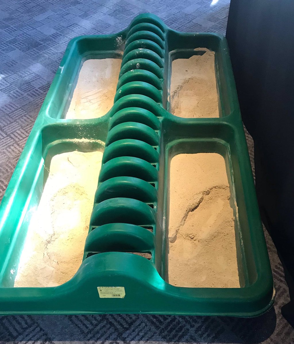 BDCommodities's tweet photo. Hoof health is improving at the #NACFT #Lameness #Conference, judging by the traffic through the #COBIOFEET foot bath at the Titanic Hotel, Liverpool  last night ..... 👀👣👣👣😮  
@NACFTUK @TitanicHotelLiv #cattle #cow #hoof #health https://t.co/XN7iUJaFVu