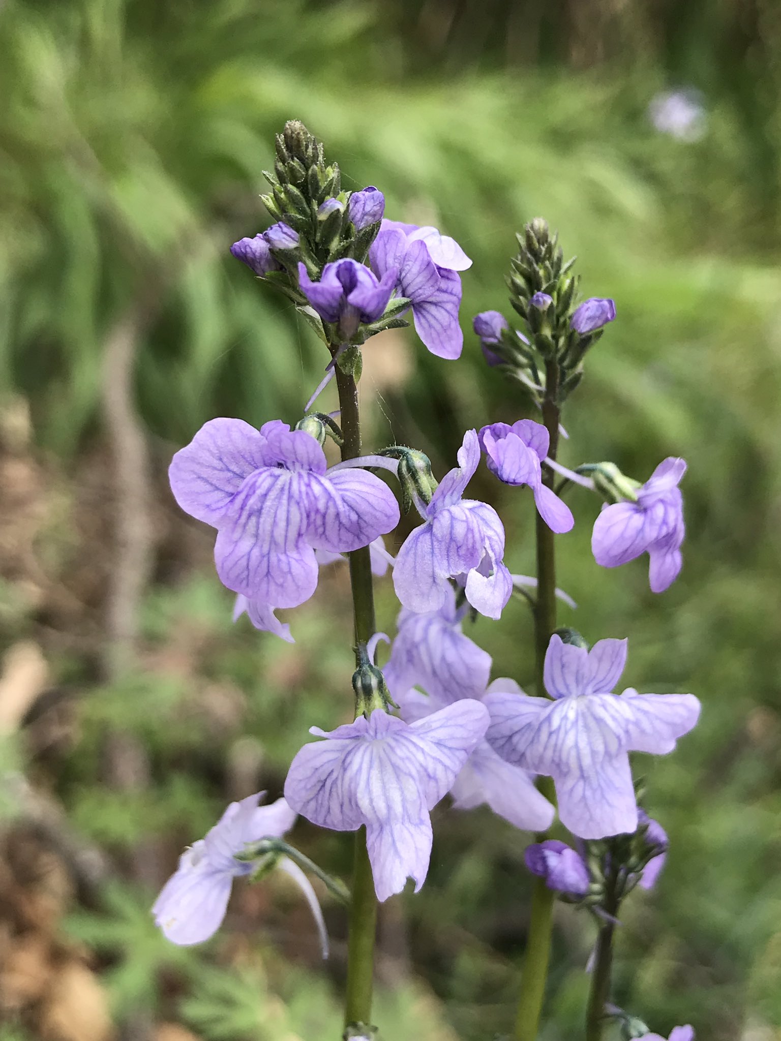 ヒメ オオマツバウンラン の花が咲いて来ました マツバウンラン の帰化より10年くらい遅れて入ってきたような 初めて見た時 あれ マツバウンラン の花は下唇の基部に白い色があるのに この花は大きめで紫のスジが入ってる と思いました