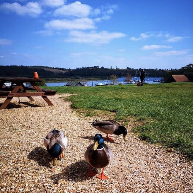 masterbuildUK's tweet photo. Did someone say the #weekend is coming? We’ve that #fridayfeeling as we waddle into the wkend @themasterbuildersuk                Swipe 👉🏻 #weekendwaddle with us... #masterbuildersuk 📸 @willgibson_ 🦆#springishere #weekendvibes #bucklershard #newforest #beaulieuriver RT https://t.co/rtzWl620DG