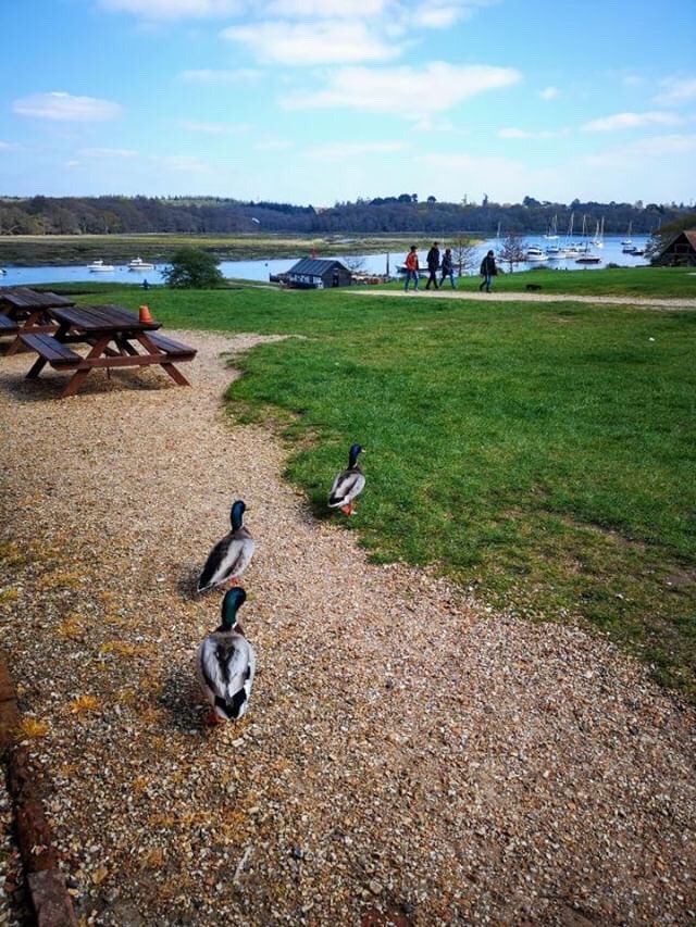 masterbuildUK's tweet photo. Did someone say the #weekend is coming? We’ve that #fridayfeeling as we waddle into the wkend @themasterbuildersuk                Swipe 👉🏻 #weekendwaddle with us... #masterbuildersuk 📸 @willgibson_ 🦆#springishere #weekendvibes #bucklershard #newforest #beaulieuriver RT https://t.co/rtzWl620DG