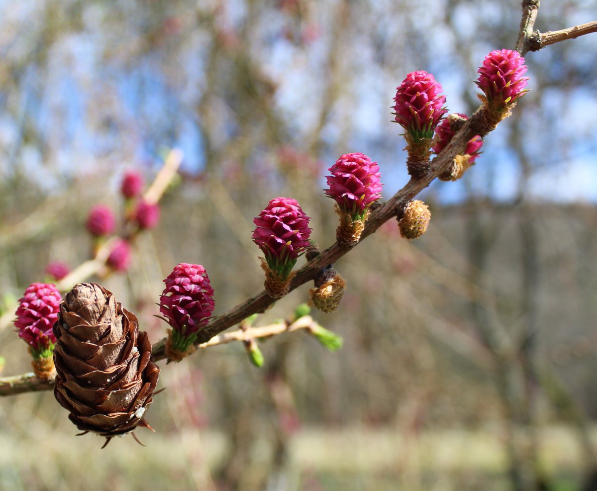MD_Briggs's tweet photo. It's #SpringTyne in the #NorthPennines πππ
#Northumberland
#Durham
#Cumbria
@NorthPennAONB @discovernland @cumbriatourism @ThisisDurham @WildNland https://t.co/nKfRTBZWdy