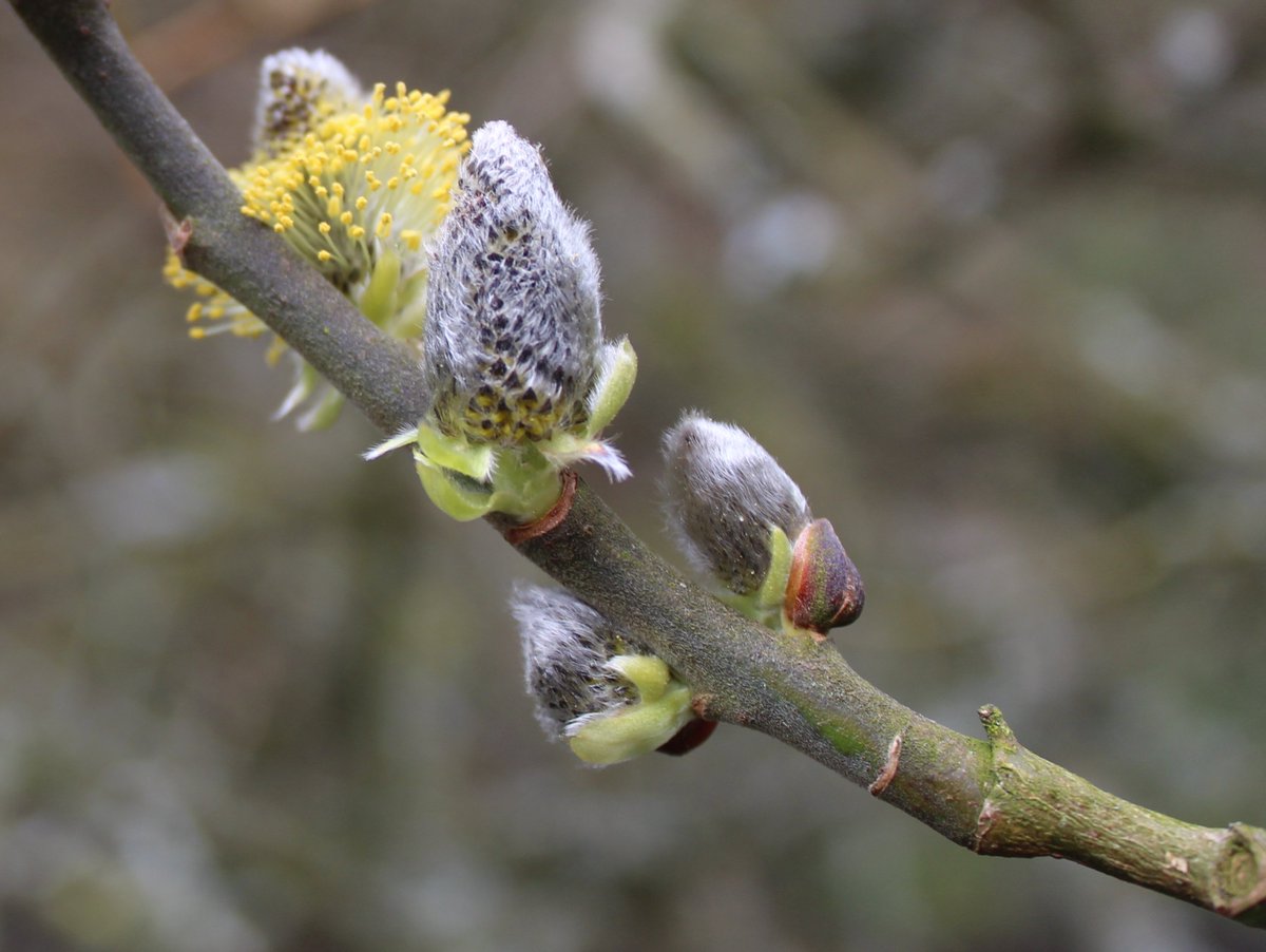 MD_Briggs's tweet photo. It's #SpringTyne in the #NorthPennines πππ
#Northumberland
#Durham
#Cumbria
@NorthPennAONB @discovernland @cumbriatourism @ThisisDurham @WildNland https://t.co/nKfRTBZWdy