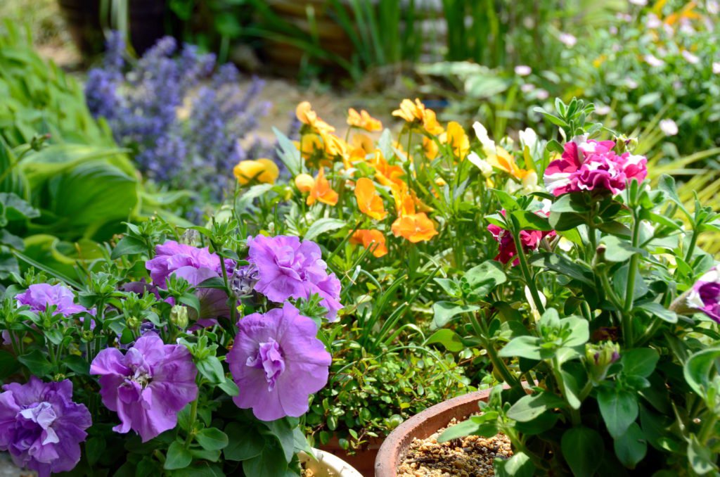 BeachandPoolDE's tweet photo. Gartenpflanzen: Unsere Top 10 für Ihren Garten
Für viele bietet der eigene Garten eine Bühne, um die schönsten Pflanzen zu präsentieren. Wir stellen zehn tolle Gartenpflanzen für draußen vor.
https://t.co/i8NEekPL3t
https://t.co/40EpnNl90K
#beachandpool #garten #pflanzen https://t.co/dm34MEYw6J