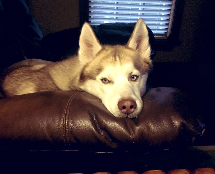 caitlinwestt's tweet photo. sooo I guess yesterday was national pet day &amp; I didn’t post a picture of this baby 💔 But here’s the world’s sweetest and most spoiled pet ever. He only eats Mcdonald’s hamburgers &amp; chicken strips. He’s also the cutest dog ever. He brings so much joy to our home. https://t.co/YZpoJ5fEJk