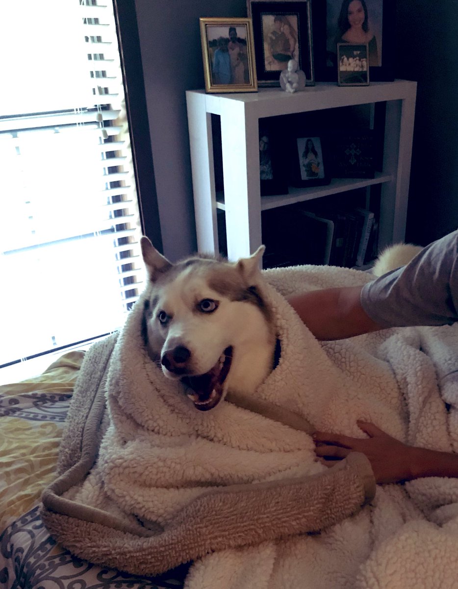 caitlinwestt's tweet photo. sooo I guess yesterday was national pet day &amp; I didn’t post a picture of this baby 💔 But here’s the world’s sweetest and most spoiled pet ever. He only eats Mcdonald’s hamburgers &amp; chicken strips. He’s also the cutest dog ever. He brings so much joy to our home. https://t.co/YZpoJ5fEJk